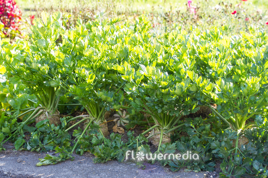 Apium graveolens var. graveolens - Celery root (112338)