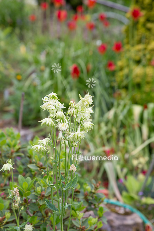 Aquilegia vulgaris var. stellata 'White Barlow' - Double-flowered columbine (112510)