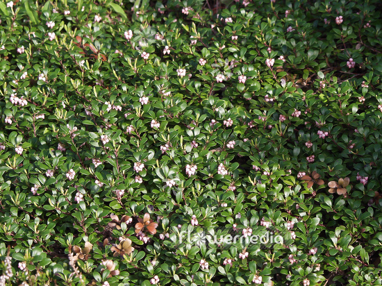 Arctostaphylos uva-ursi - Bearberry (100305)