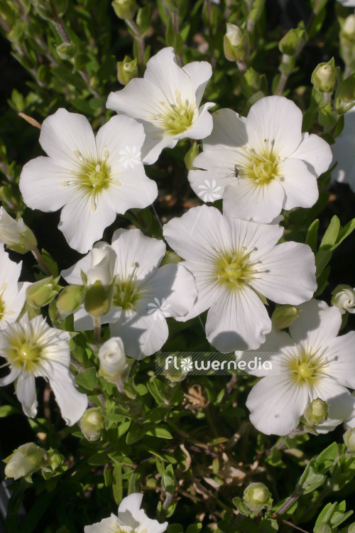 Arenaria montana - Mountain sandwort (102512)