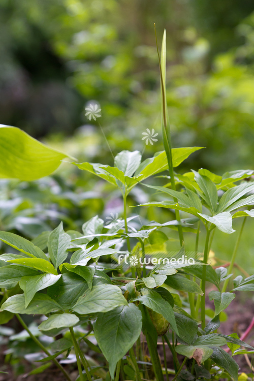 Arisaema dracontium - Dragon root (106552)