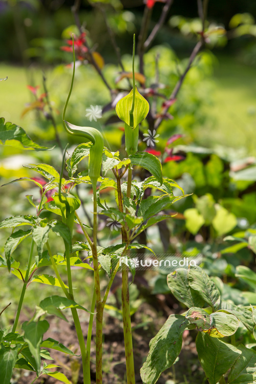 Arisaema tortuosum - Whipcord cobra lily (106668)