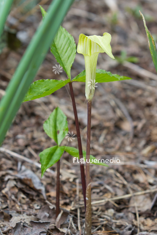 Arisaema triphyllum - Small jack-in-the-pulpit (106565)