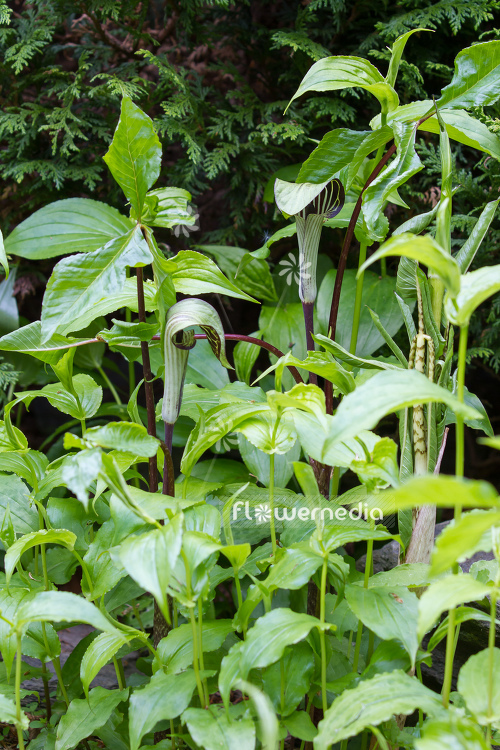 Arisaema triphyllum - Small jack-in-the-pulpit (106568)