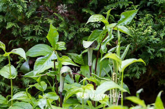 Arisaema triphyllum - Small jack-in-the-pulpit (106569)