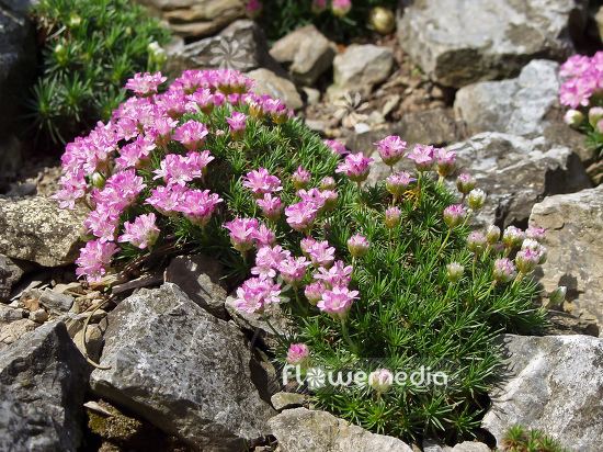 Armeria juniperifolia - Juniper-leaved thrift (100317)