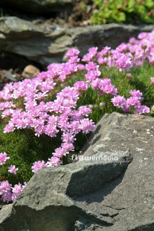 Armeria juniperifolia - Juniper-leaved thrift (102516)