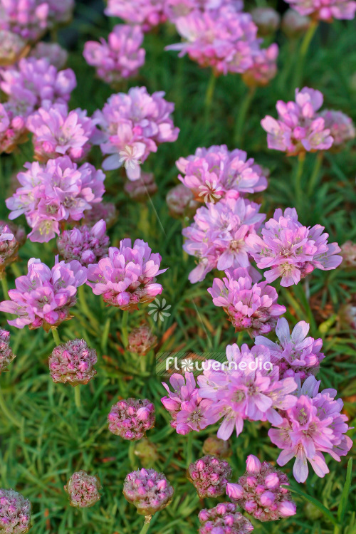 Armeria juniperifolia 'Röschen' - Juniper-leaved thrift (102519)