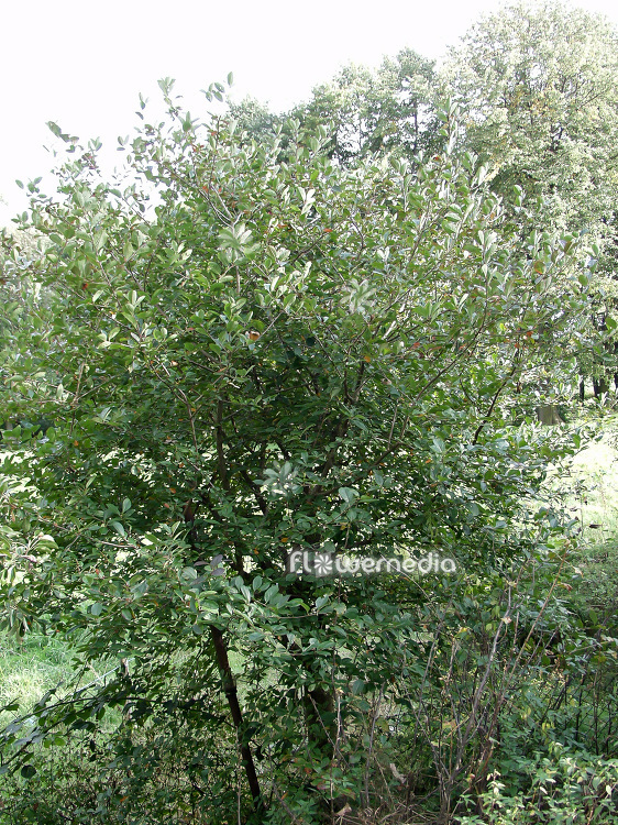 Aronia x prunifolia - Purple chokeberry (112345)