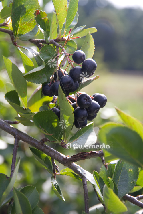 Aronia x prunifolia - Purple chokeberry (112536)