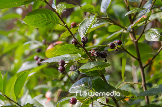 Aronia x prunifolia - Purple chokeberry (112537)