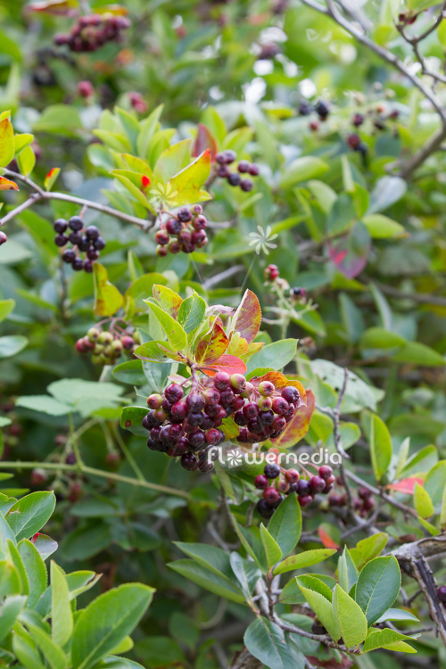 Aronia x prunifolia - Purple chokeberry (112543)