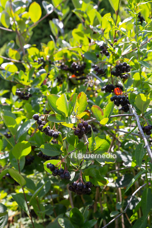 Aronia x prunifolia - Purple chokeberry (112545)