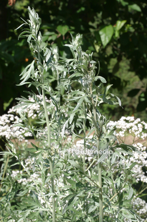 Artemisia absinthium - Wormwood (112347)