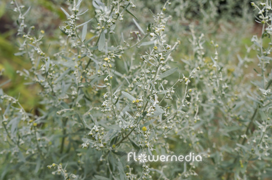 Artemisia absinthium - Wormwood (112785)