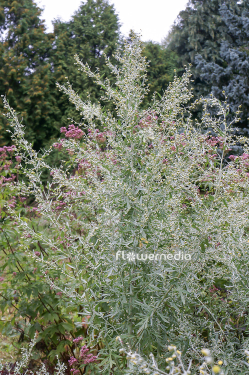 Artemisia absinthium - Wormwood (112789)