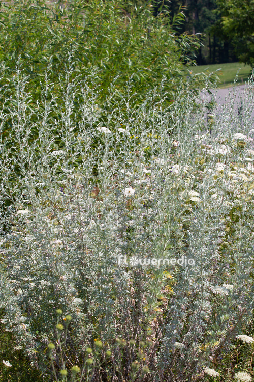 Artemisia absinthium - Wormwood (112791)