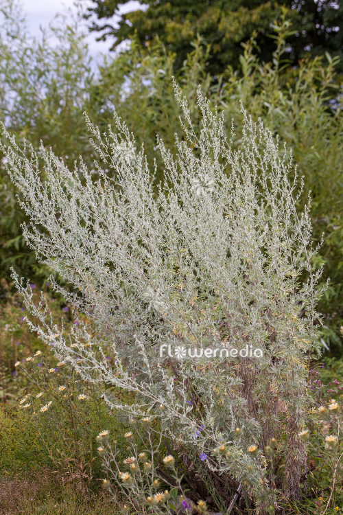 Artemisia absinthium - Wormwood (112792)