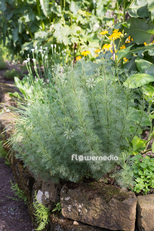 Artemisia alba - Camphor southernwood (112793)
