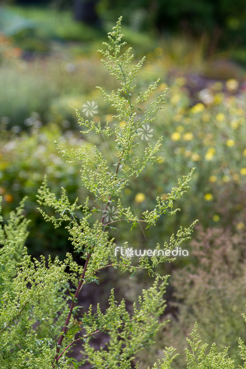 Artemisia annua - Sweet wormwood (112801)