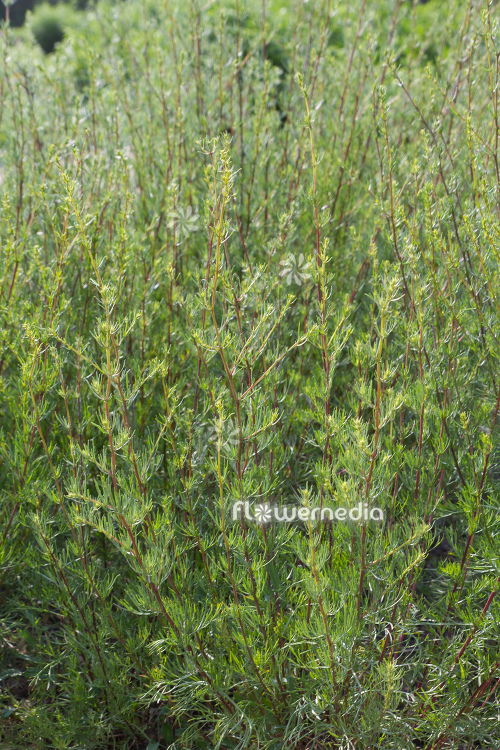 Artemisia campestris - Field wormwood (112811)