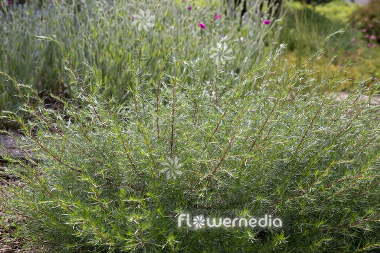 Artemisia campestris - Field wormwood (112815)