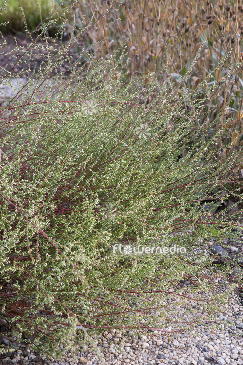 Artemisia campestris - Field wormwood (112816)