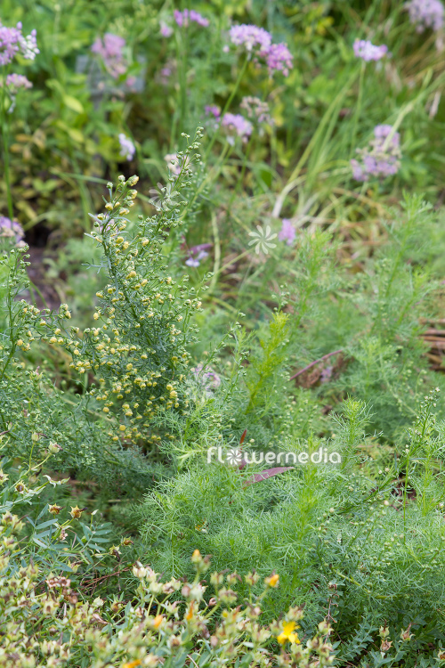 Artemisia chamaemelifolia - Mugwort (112817)