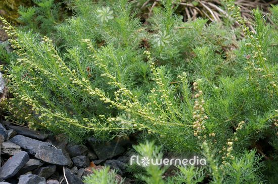 Artemisia chamaemelifolia - Mugwort (112818)
