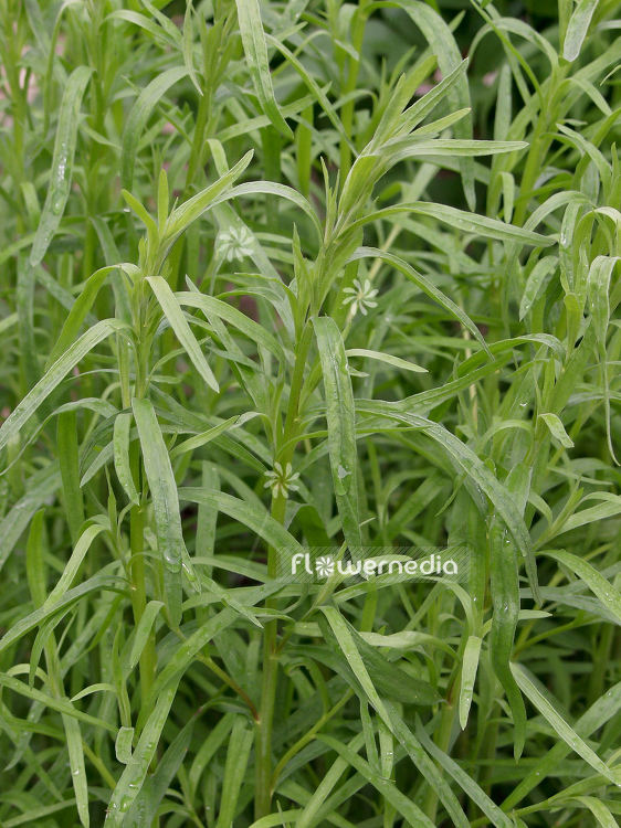 Artemisia dracunculus - German tarragon (100335)