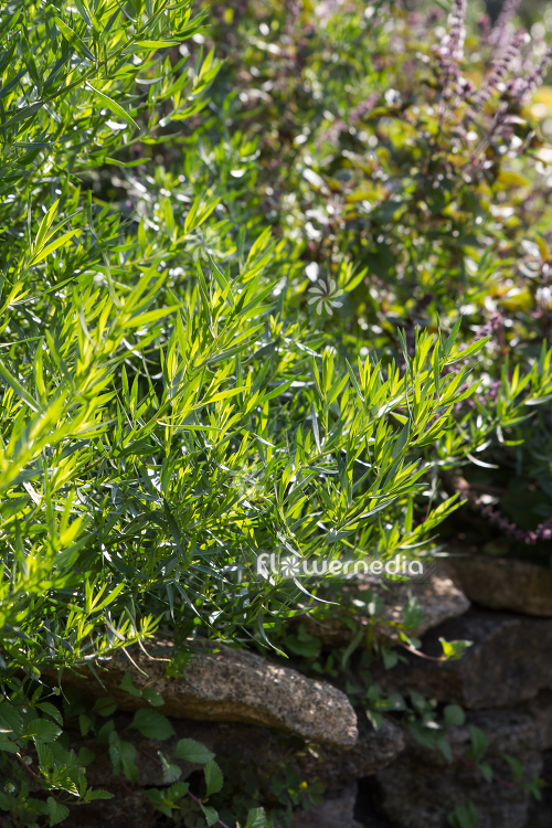 Artemisia dracunculus 'Sativa' - French tarragon (112827)