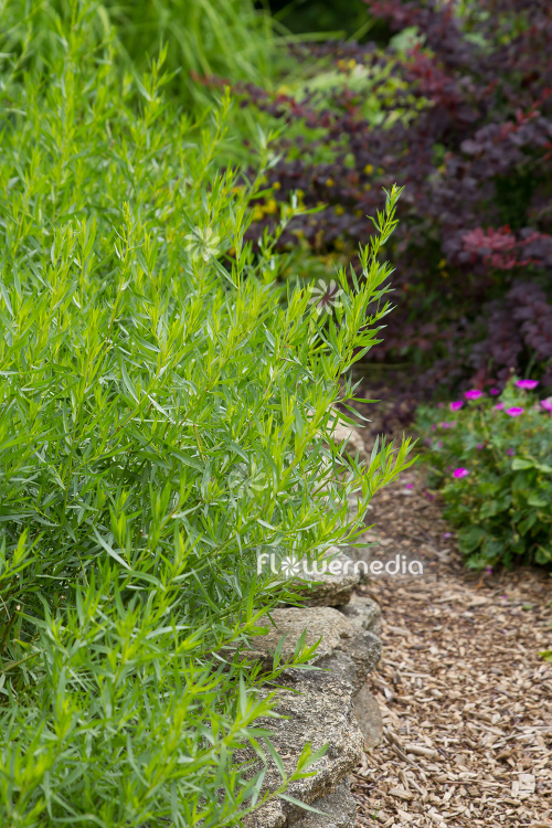 Artemisia dracunculus 'Sativa' - French tarragon (112829)