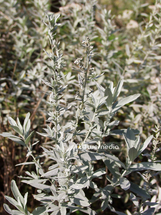 Artemisia ludoviciana 'Silver Queen' - Western mugwort (100342)
