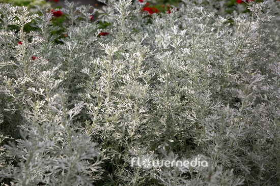 Artemisia 'Parfum d'Ethiopia' - Wormwood (112849)