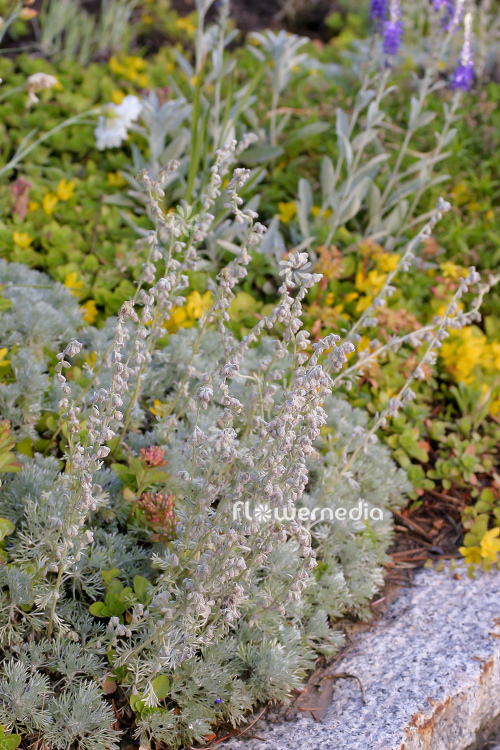 Artemisia schmidtiana 'Nana' - Dwarf Schmidt wormwood (112858)