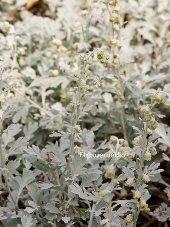 Artemisia stelleriana - Beach wormwood (100347)