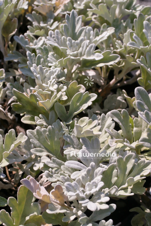 Artemisia stelleriana - Beach wormwood (102542)
