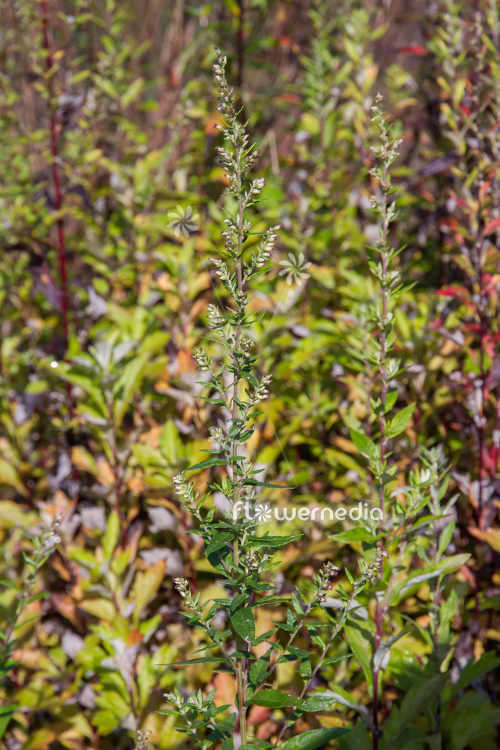 Artemisia stolonifera - Mugwort (112865)