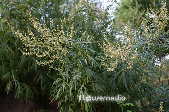 Artemisia tilesii - Tilesius' wormwood (112866)