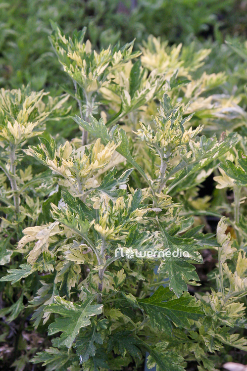 Artemisia vulgaris 'Oriental Limelight' - Ornamental mugwort (100351)