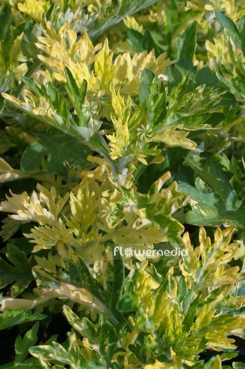 Artemisia vulgaris 'Oriental Limelight' - Ornamental mugwort (100352)