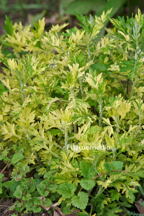 Artemisia vulgaris 'Oriental Limelight' - Ornamental mugwort (102544)