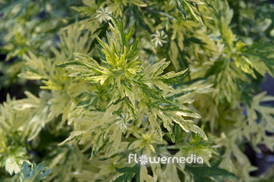Artemisia vulgaris 'Oriental Limelight' - Ornamental mugwort (112874)