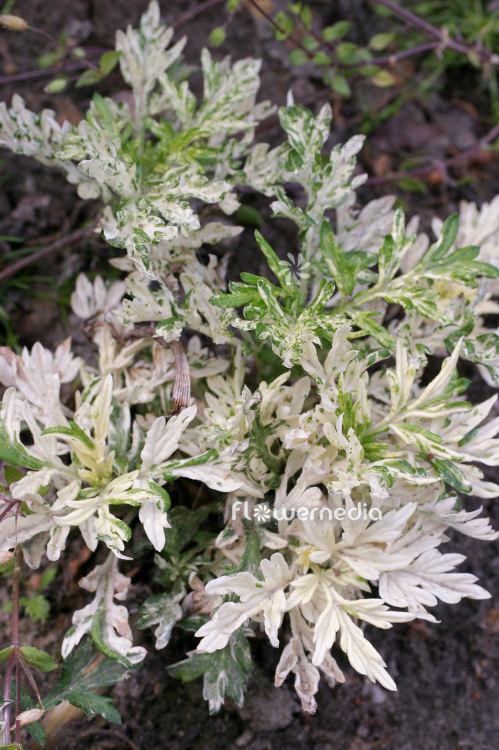 Artemisia vulgaris 'Variegata' - Variegated mugwort (112352)