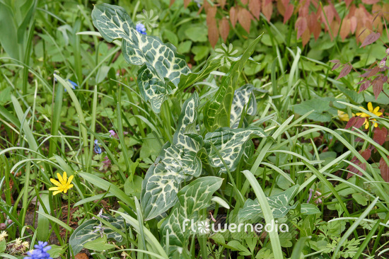 Arum italicum - Italian arum (102548)