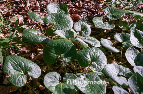 Asarum cardiophyllum - Heart-leaved hazelwort (112942)
