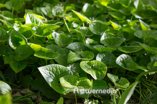 Asarum cardiophyllum - Heart-leaved hazelwort (112945)