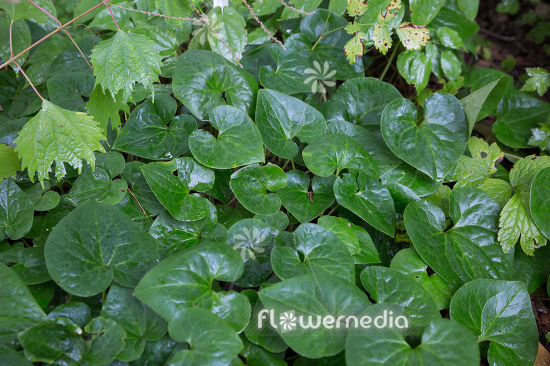 Asarum cardiophyllum - Heart-leaved hazelwort (112948)