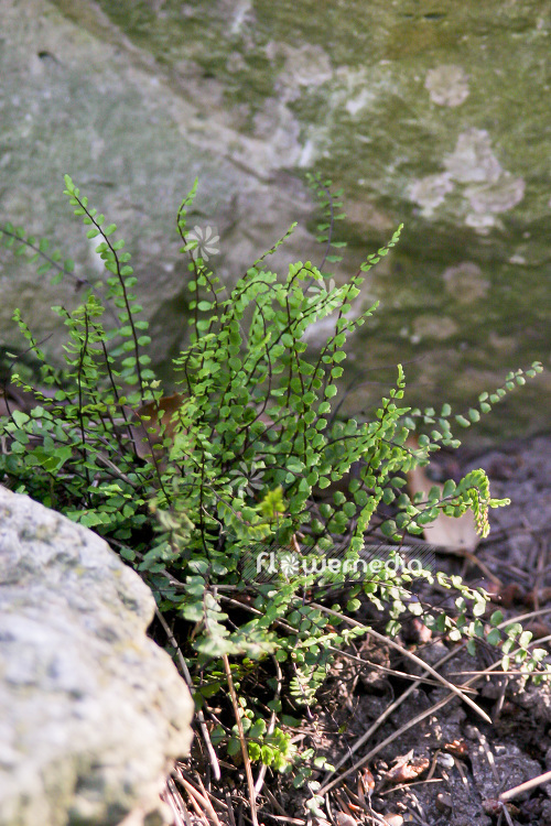 Asplenium trichomanes - Maidenhair spleenwort (102571)