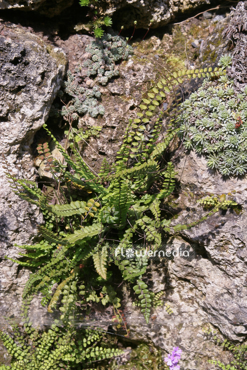 Asplenium trichomanes - Maidenhair spleenwort (102573)